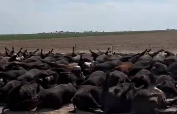 Cattle die en masse in the US state of Kansas due to persistent heat | Abroad