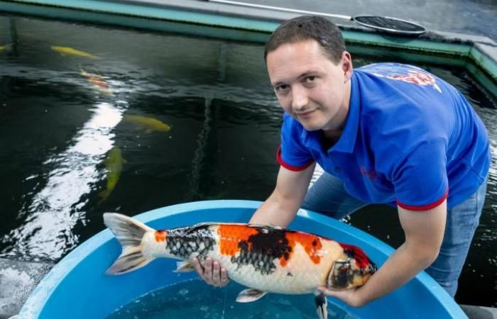 The Koi Company wants to grow from the heart of West Flanders into the European reference: “We consider every koi as one of our children”