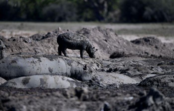 Stuck in the mud: hippos at risk of dying due to massive drought in Botswana | Animals