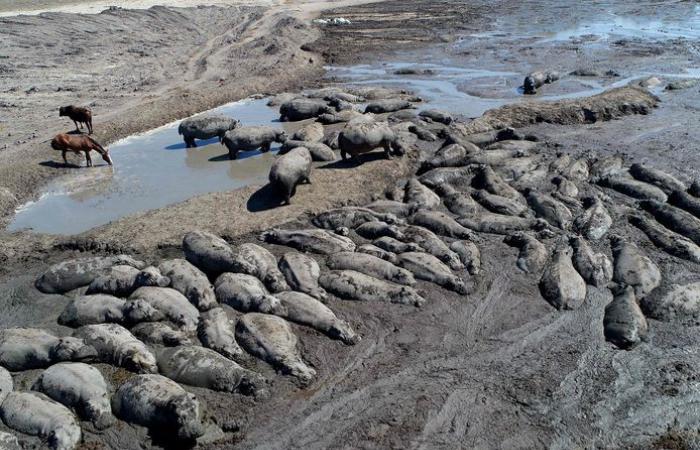 Stuck in the mud: hippos at risk of dying due to massive drought in Botswana | Animals