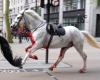 At least five injured after horses run loose through central London
