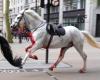 Horses run amok in central London