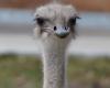 Ostrich zoo in US dead after swallowing keeper’s bunch of keys
