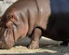 Male hippopotamus in Japanese zoo turns out to be female after 7 years | Abroad