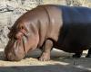 Confusion in zoo: male hippo turns out to be female after 7 years