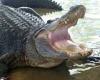 Man drives over alligator with car so it would release neighbor’s leg | Bizarre