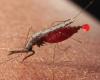 Malaria-free Suriname remains vigilant against imported cases