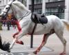 LOOK. Royal horses wreak havoc in central London: one animal is covered in blood, at least five are injured | Abroad