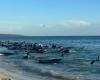 More than 150 pilot whales washed up on beaches in Western Australia