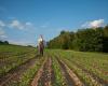 Definitive green light for reform of European agricultural policy