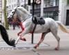 Two of the five horses that were running loose in London are in serious condition