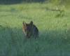 Limburg wolf cub roams through Germany