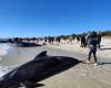 About 160 pilot whales stranded on the west coast of Australia | Abroad