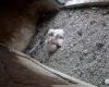 Four peregrine falcons born in the church tower on Koxplein, also good news from other Antwerp nests (Antwerp)