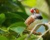 zebra finch, which hears cars and scooters in the egg, still suffers from this as an adult
