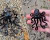 13-year-old Brit finds rare Lego octopus, 27 years after container containing millions of pieces fell overboard | Instagram HLN