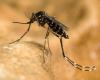 Tiger mosquitoes are advancing in Flanders: the Healthcare Department calls on them to be reported and breeding sites removed
