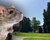 “It’s crawling with rats here”: local residents respond to persistent nuisance in Aartselaar (Aartselaar)