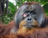 Wild orangutan treats wound with medicinal plant