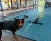 Just before the major renovation, dogs are allowed to splash in the Merksem swimming pool: “Good for their muscles and joints” (Merksem)