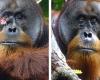 Orangutan heals its own wound with leaves of medicinal plant | Animals