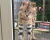 Police looking for owner of African serval: animal was just sitting on a terrace (Ostend)