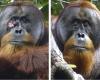 Orangutan is the first animal ever to treat its wound with a medicinal plant