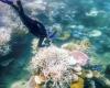 Dutch tourist (51) becomes unwell after snorkeling at an Australian coral reef and dies | Abroad