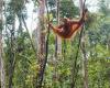 Never seen before: orangutan treats deep wound on his face with medicinal plant
