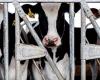 How many cows in the US unknowingly have bird flu? Virologists criticize the lax government approach