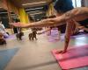 Puppy yoga became very popular in a short time, but it is now banned in this country