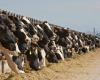 US cattle prices drop due to bird flu in cows