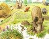 Nature Today | Boars root for butterflies