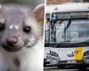 39 protected animal species and historic swamp discovered where De Lijn wants to build: “And the list is getting longer” (Ghent)
