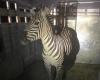 Vanished zebra is finally captured after a remarkable escape