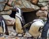 Otters, penguins and monkeys: Belgium has a new zoo
