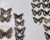 Nature Today | Butterflies: formerly collections, now tools, internet and books