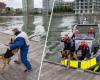 Antwerp police train with patrol dogs on the water: “Investigating how teams can strengthen each other” (Antwerp)