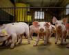 Column: And again little changes in the pig price | Pigbusiness.nl
