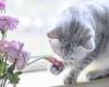 Mother’s Day bouquet not for cats: these flowers are poisonous to pets | RTL News