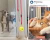 Hackers take Facebook page of animal shelter hostage: “They don’t realize what impact this has on our animals” (Ghent)