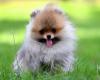 Couple from Hasselt convicted for selling critically ill Pomeranians (Hasselt)