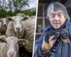Police draw up report after children abuse sheep until it dies: “If this is not prosecuted, I don’t know anymore” (Merelbeke)