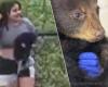 After “idiots” pulled bears from trees for selfies: one bear cub could not be reunited with mother and is now in shelter | Animals