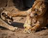 Antwerp Zoo adjusts lions’ diet: “Carcasses are good for their intestinal flora” (Antwerp)