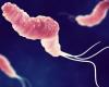 Helicobacter resistance is increasing | NTVG