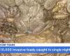 Toad Infestation Hits Reservoir in Central Taiwan – TaiwanPlus News | Nation & World