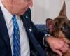 Governor wants to kill President Biden’s eager dog, White House responds: “Disturbing” | Abroad