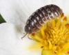 The woodlouse is much more important than you think