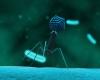 Adapted phages against antibiotic resistance | Engineeringnet
